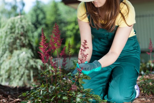 Insured tree surgeons carrying out safe professional tree care