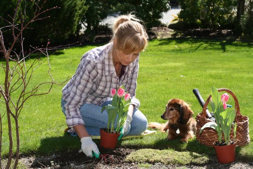 Professional pruning to improve light, safety, and tree shape for an Upminster home